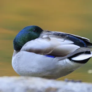 The drake resting on a stone with its head retracted The drake resting on a stone with its head retracted