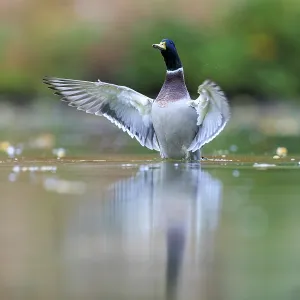 A drake shows flapping wings in still water A drake shows flapping wings in still water