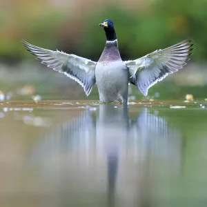 A drake straightens up in shallow water A drake straightens up in shallow water