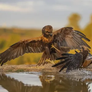 A dramatic scene unfolds as two eagles engage in a fierce fight by a water body A dramatic scene unfolds as two eagles engage in a fierce fight by a water body