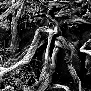 Dried branches over soil in La palma Caldera de Taburiente at Canary islands