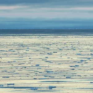 Drifting ice floes on the edge of the pack ice Drifting ice floes on the edge of the pack ice
