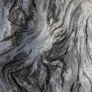 Driftwood detail, Saint Lawrencer River