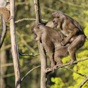 Two Drills (Mandrillus leucophaeus) mating high up in a tree