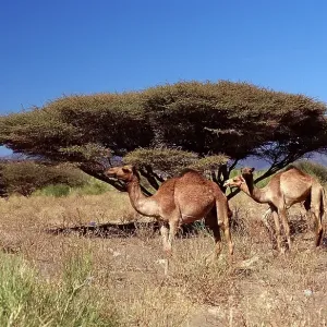 Dromedaries, Camelus dromedarius Dromedaries, Camelus dromedarius