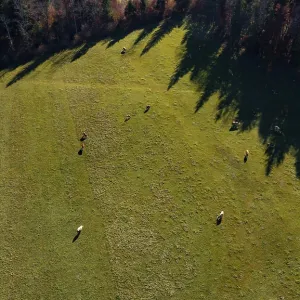 Drone image, alpine meadow with herd of cattle near Faistenau Drone image, alpine meadow with herd of cattle near Faistenau