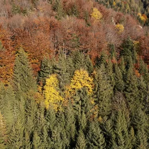 Drone image, autumnal mixed forest on the Schafberg near Sankt Wolfgang am Wolfgangsee
