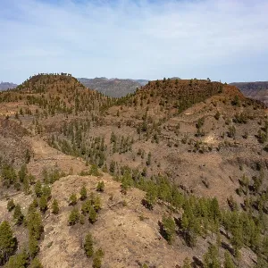 Drone image, pine forest in the Palmitos Mountains