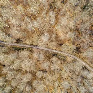 Drone image, Swabian Forest, mixed forest