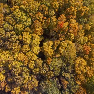 Drone looking down on beautiful colorful variegated autumn foliage of deciduous forest in October