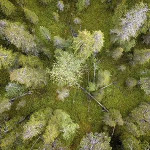Drone shot, boreal, arctic conifers Drone shot, boreal, arctic conifers
