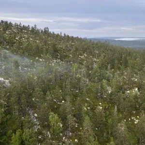 Drone shot, boreal, arctic conifers with fog Drone shot, boreal, arctic conifers with fog