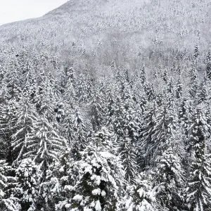 Drone shot, deep snowy coniferous forest