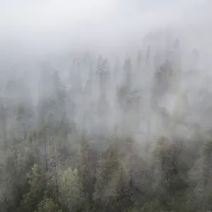 Drone shot, fog in boreal, arctic forest