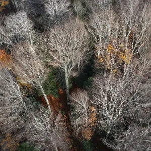 Drone shot, Undeciduous deciduous trees in mixed forest from above