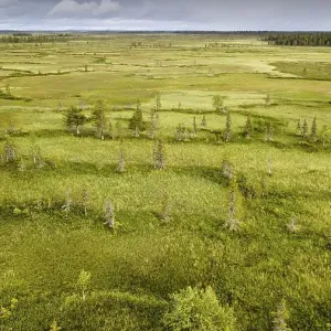 Drone view, aerial photo, arctic boreal forest with Pines (Pinus) and Birches (Betula) in wetland Drone view, aerial photo, arctic boreal forest with Pines (Pinus) and Birches (Betula) in wetland