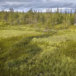 Drone view, aerial photo, arctic boreal forest with Pines (Pinus) in wetland Drone view, aerial photo, arctic boreal forest with Pines (Pinus) in wetland