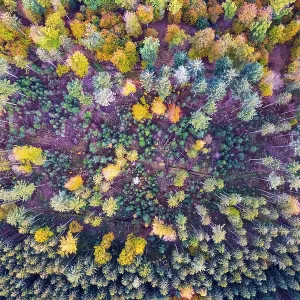 Drone view of forest in autumn