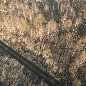 Drone view of the forest and dirt track in Tymowa Drone view of the forest and dirt track in Tymowa