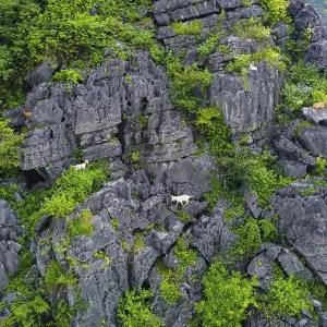 A drone view of mountain goats in the karstic mountains of Ninh Binh A drone view of mountain goats in the karstic mountains of Ninh Binh