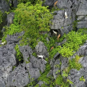 A drone view of mountain goats in the karstic mountains of Ninh Binh A drone view of mountain goats in the karstic mountains of Ninh Binh