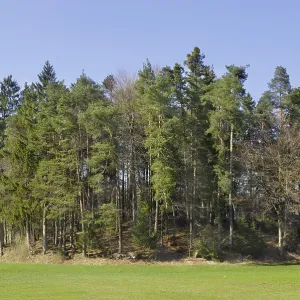 Drumlin, glacial terrain, overgrown with Pine trees (Pinus sylvestris) and Norway spruces (Picea abies)