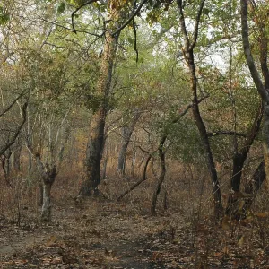 Dry deciduous forest in Malawi Dry deciduous forest in Malawi