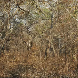 Dry deciduous forest in Malawi Dry deciduous forest in Malawi