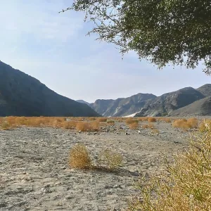 Dry desert area with sporadic shrubs and mountain views Dry desert area with sporadic shrubs and mountain views