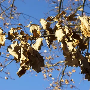 Dry leaves on a tree Dry leaves on a tree
