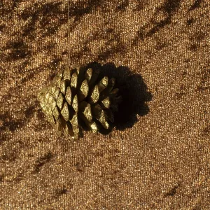 Dry pine cones as forest nature elements background Dry pine cones as forest nature elements background