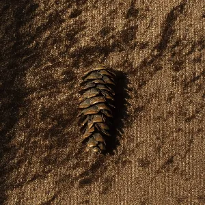 Conos de pino secos como elementos naturales del bosque Conos de pino secos como elementos naturales del bosque