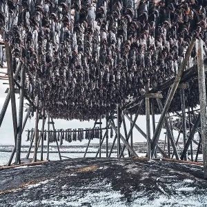 Drying flakes with stockfish cod fish in winter