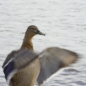 Duck flapping its wings in the water Duck flapping its wings in the water