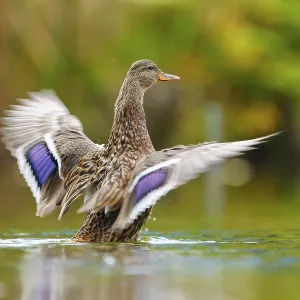 The duck flaps its wings dynamically The duck flaps its wings dynamically