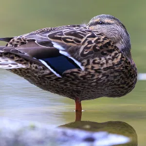 The duck lady stands calmly on one leg in shallow water The duck lady stands calmly on one leg in shallow water
