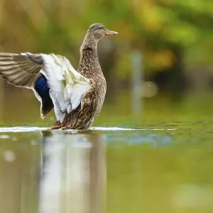 The duck raises its wings and shows the white undersides over the shimmering green water The duck raises its wings and shows the white undersides over the shimmering green water