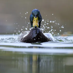 Two ducks break through the water surface Two ducks break through the water surface