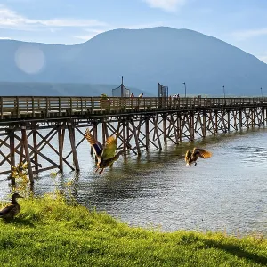 Ducks are flying near a long wooden pier on a sunny day with tourists walking on it Ducks are flying near a long wooden pier on a sunny day with tourists walking on it
