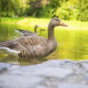 Two ducks swimming on a calm lake