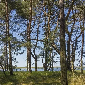 Dune forest, trees, pine trees