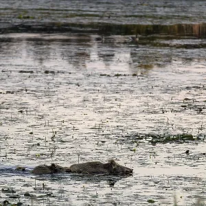 At dusk, wild boars (Sus scrofa) become active