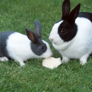 Dutch rabbit and kittens