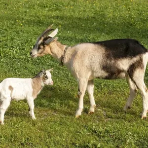 Dwarf goats, mother and young, Hinterriss