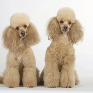 Dwarf poodle, apricot