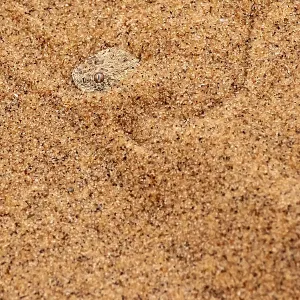 Dwarf puff adder (Bitis peringueyi) hiding in the sand