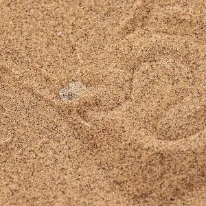 Dwarf puff adder (Bitis peringueyi) hiding in the sand