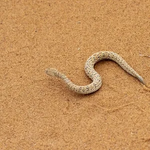 Dwarf puff adder (Bitis peringueyi) in the sand