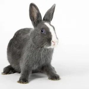 Domestic Dwarf Rabbit Print, 15 Weeks Old