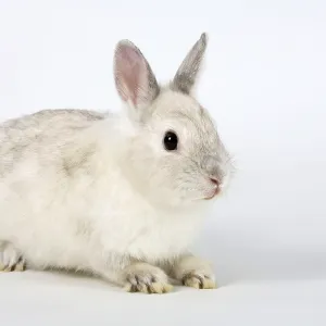 Dwarf Rabbit, Colour Dwarf, Satin